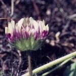 Trifolium barbigerum Кветка