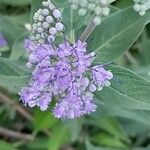 Caryopteris × clandonensis Çiçek