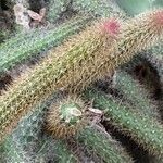 Aporocactus flagelliformis Blad