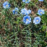 Linum austriacum പുഷ്പം