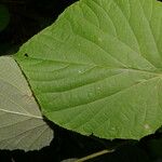 Vitis tiliifolia Leaf
