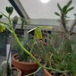 Albuca namaquensis Flower