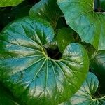 Farfugium japonicum Folha