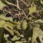 Solanum lycocarpum Плод