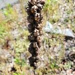 Verbascum thapsus Fruit