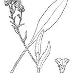 Cynoglottis barrelieri 其他