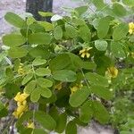 Caragana arborescens برگ