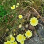 Andryala integrifolia Blomst