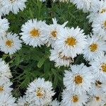 Leucanthemum maximumFlor