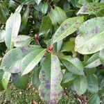 Photinia serratifolia Leaf