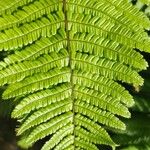 Dryopteris wallichiana Folha