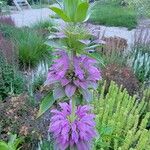 Monarda citriodora Flor