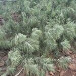 Casuarina equisetifoliaLeaf