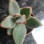 Kalanchoe tomentosaList