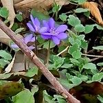 Hepatica nobilis Fulla