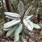 Pycnandra carinocostata Lehti