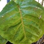 Solanum betaceumLeaf