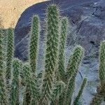 Cylindropuntia wolfii Other