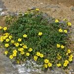Potentilla puberula Libunga
