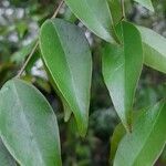 Eugenia uniflora Leaf