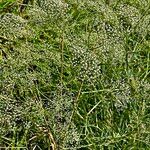 Galium elongatum Natur