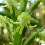 Habenaria praealta Flower
