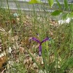 Iris spuria Kvet