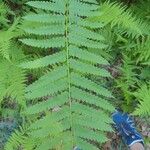 Osmundastrum cinnamomeum Leaf