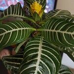 Aphelandra squarrosa برگ