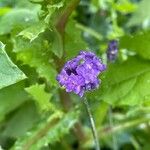 Verbena rigida Ліст