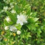 Myrtus communisFlor