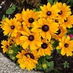 Rudbeckia fulgidaЦвят