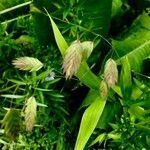 Chasmanthium latifolium Ffrwyth