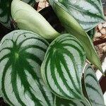 Peperomia argyreia Leaf