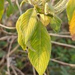 Colebrookea oppositifolia Fruto