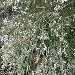 Retama monosperma Flower