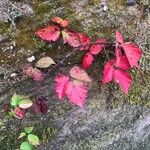 Rubus bertramii Blad