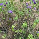 Lycianthes rantonnetii Fula