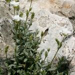 Cerastium gibraltaricum Hábito