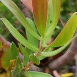 Leucadendron salicifolium List