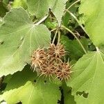 Abutilon vitifolium Fruit