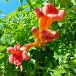 Campsis radicans花