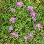 Cirsium acaulon अन्य