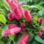 Salvia oxyphora Flor