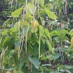 Catalpa bignonioides 果實