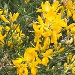 Genista dorycnifolia