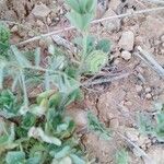 Medicago rigidula Fruit