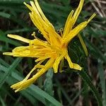 Scorzoneroides autumnalis 花