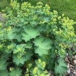 Alchemilla coriacea Flor