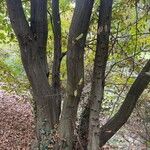 Carpinus betulusKora